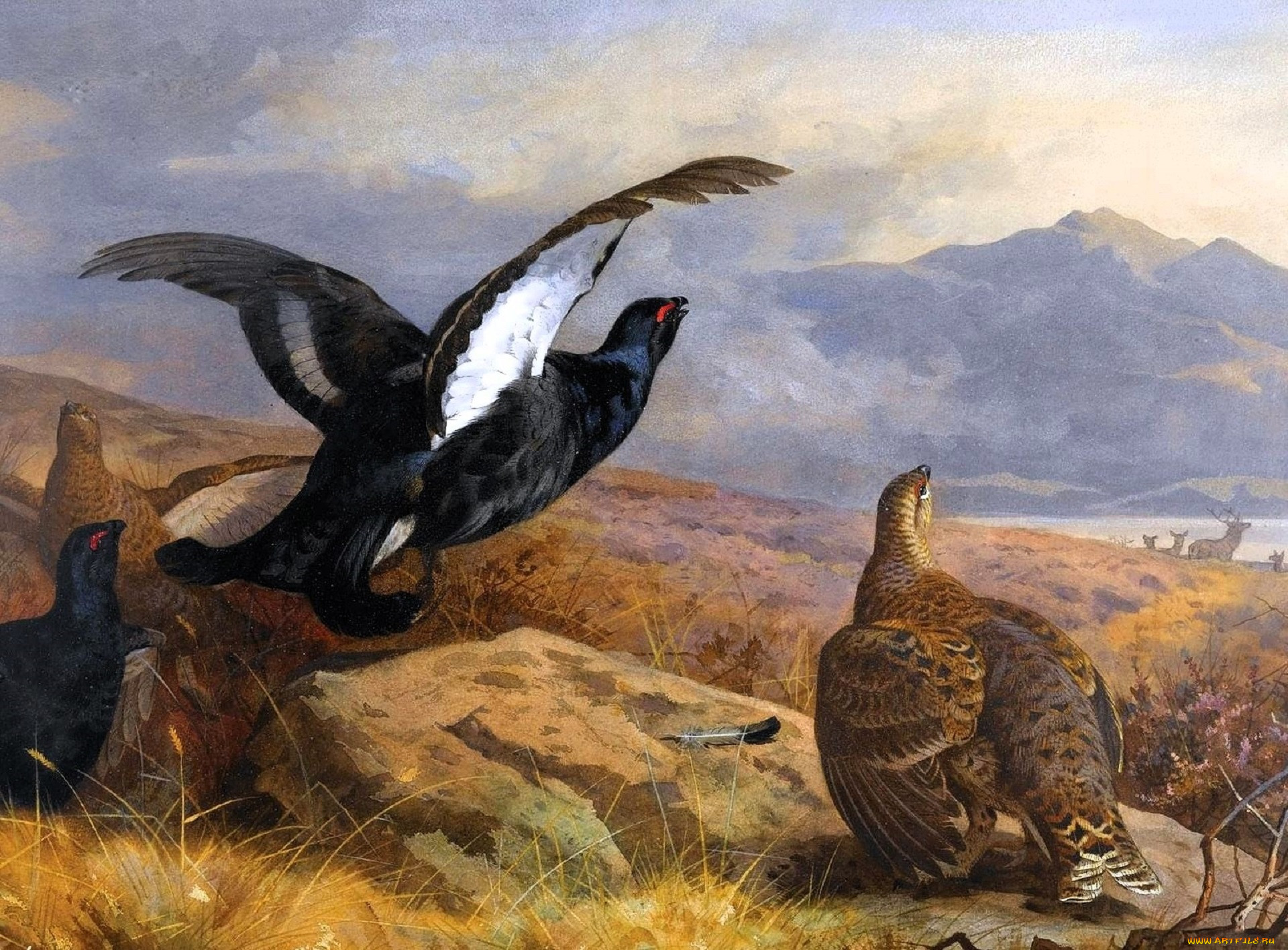, archibald thorburn, , , , 